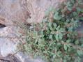 Parietaria judaica